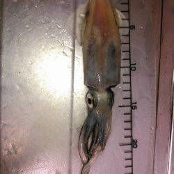 アオリイカが解禁